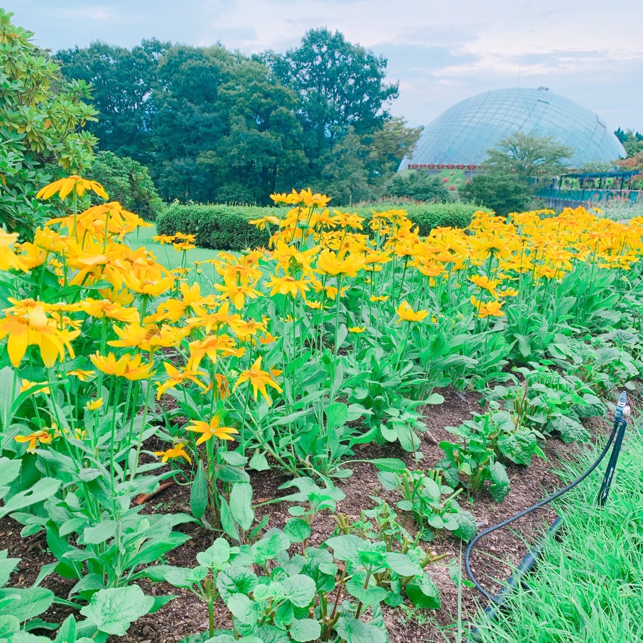 花回廊⑤