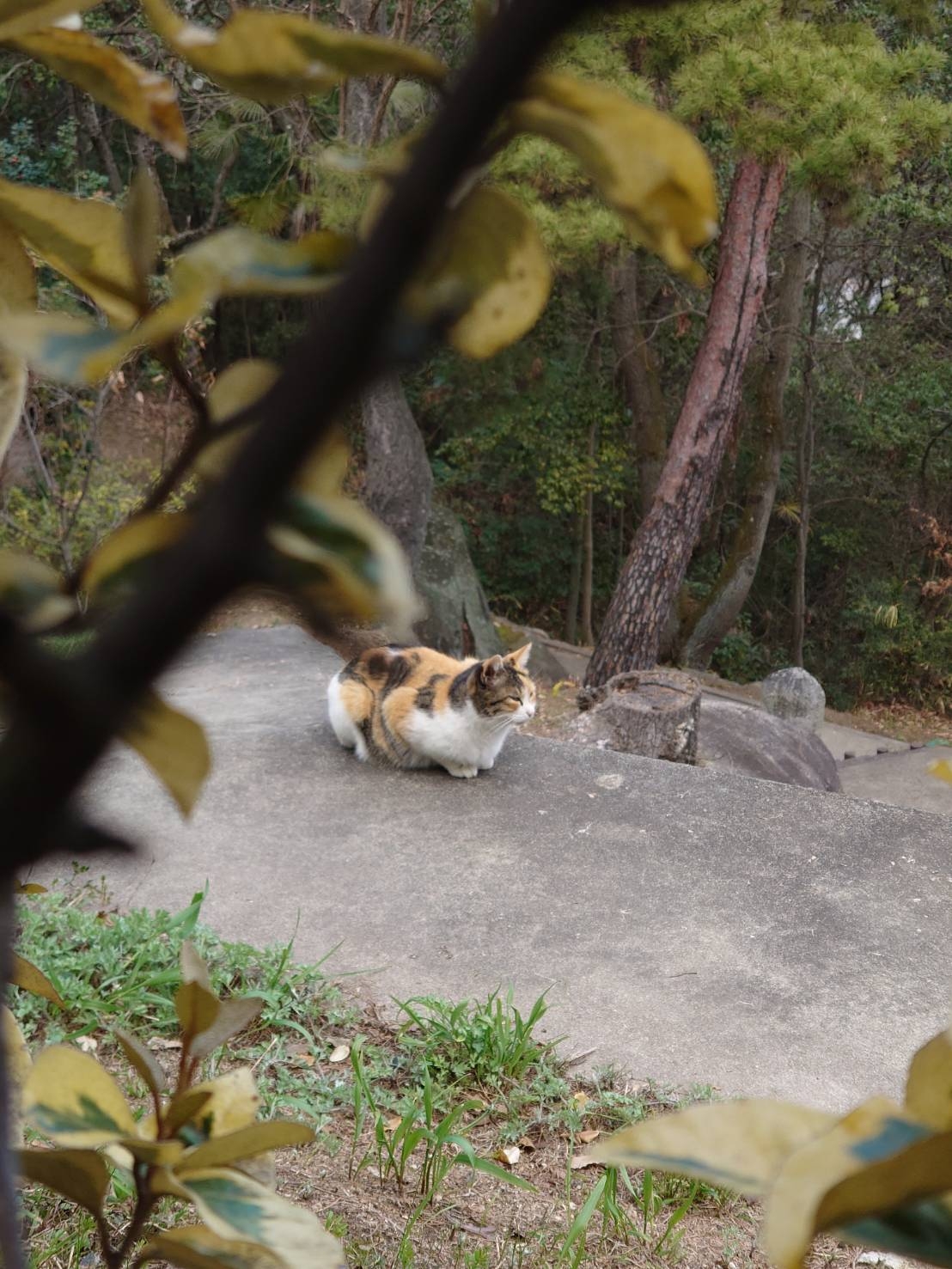 みけねこ