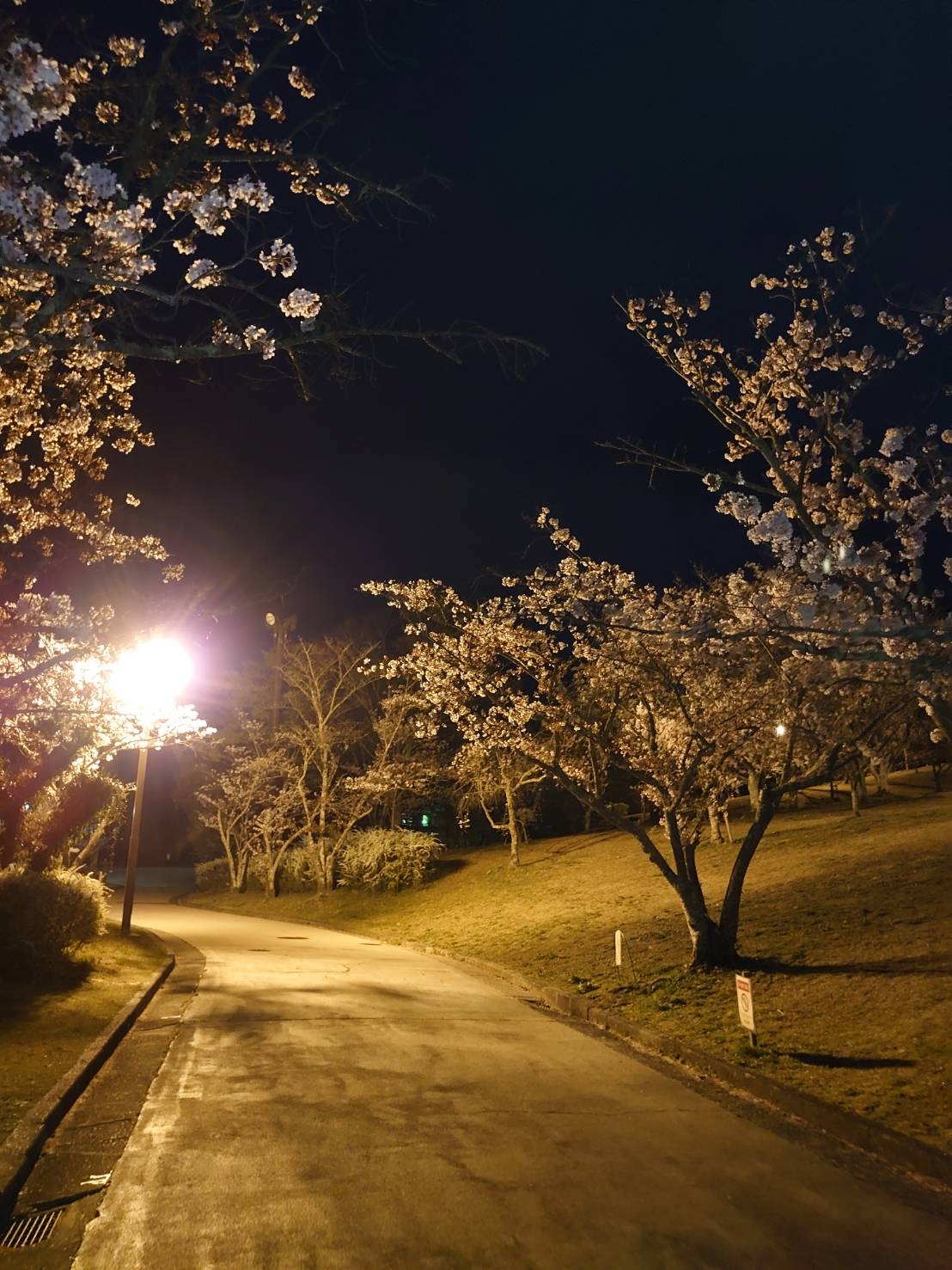 夜桜2