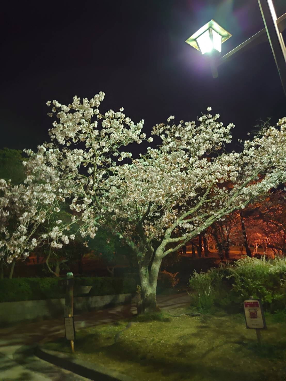 夜桜