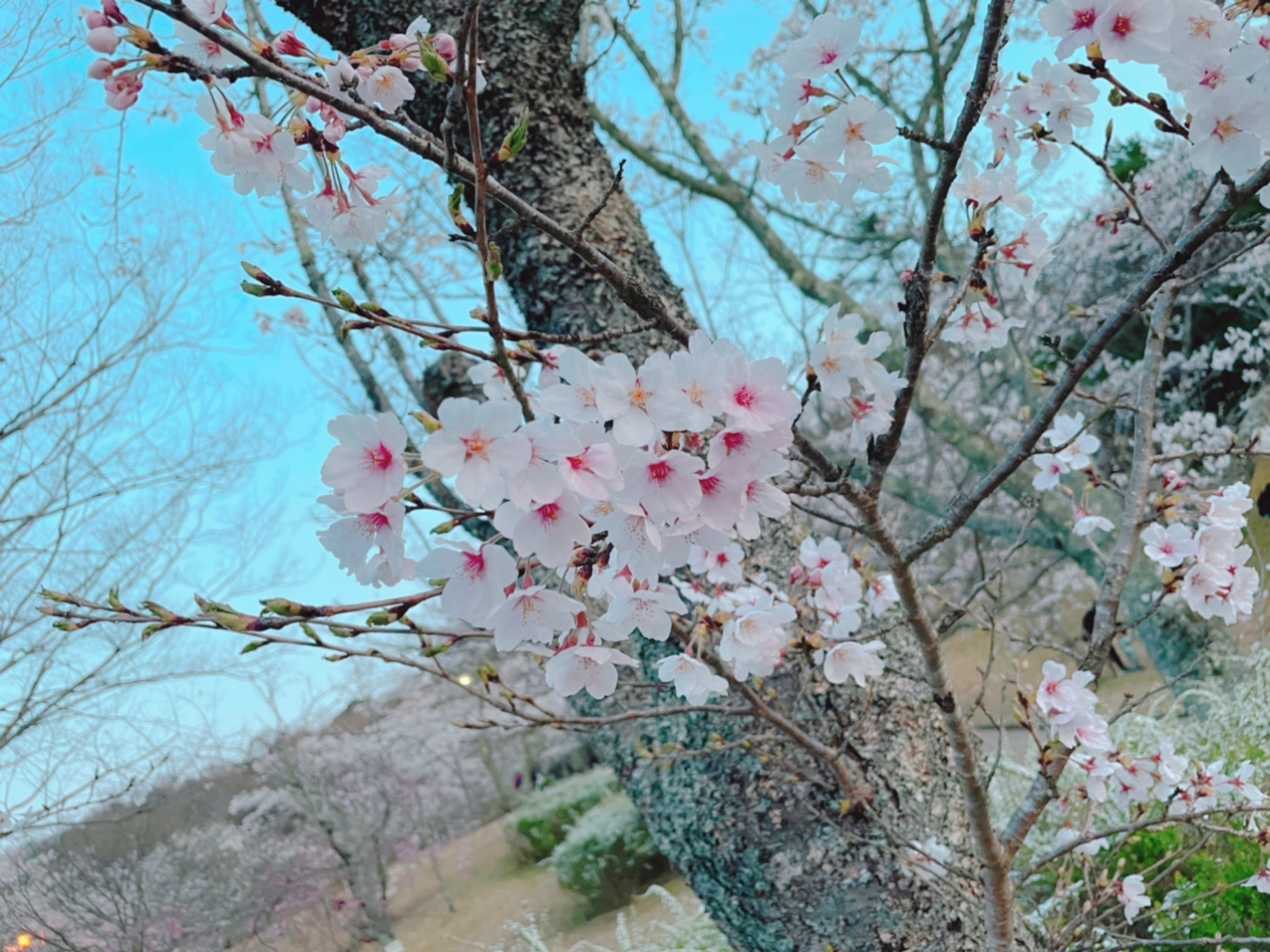 桜1