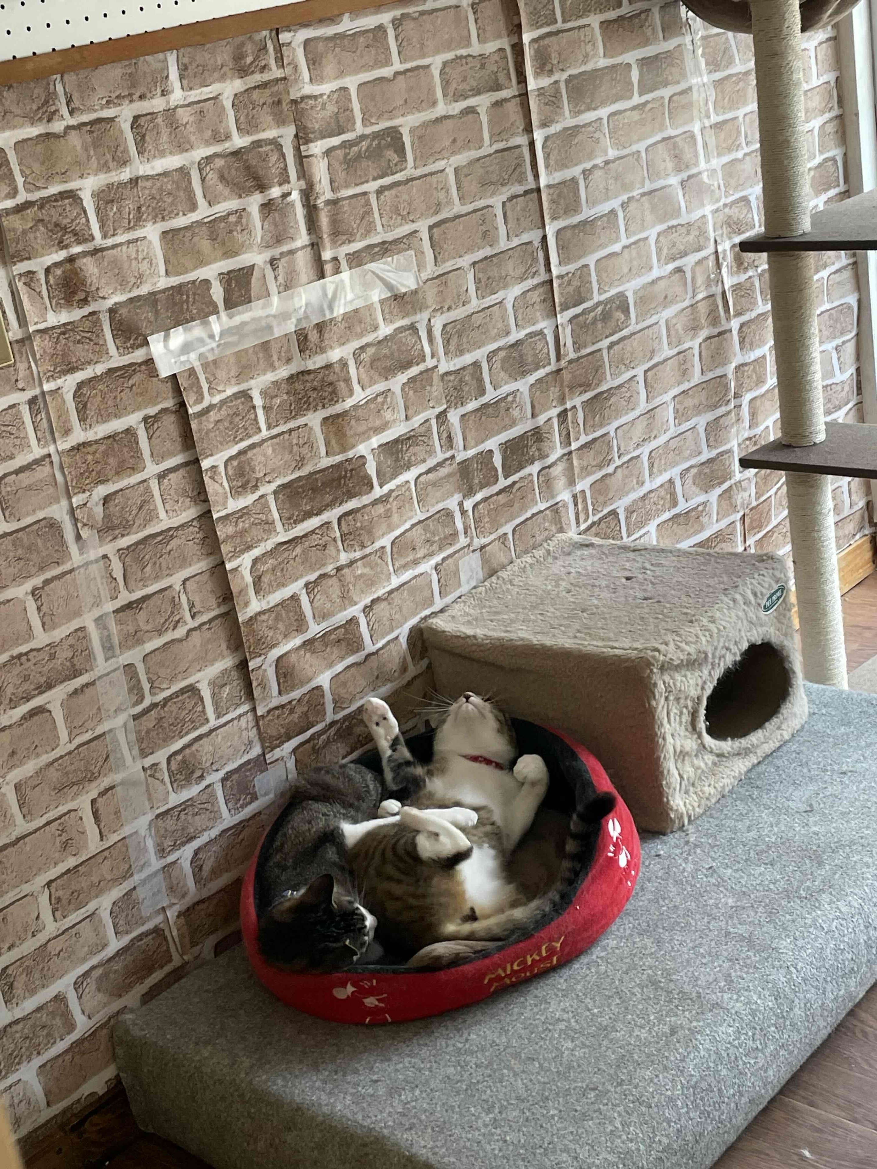 ねこ駅長3